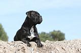 CANE CORSO 458